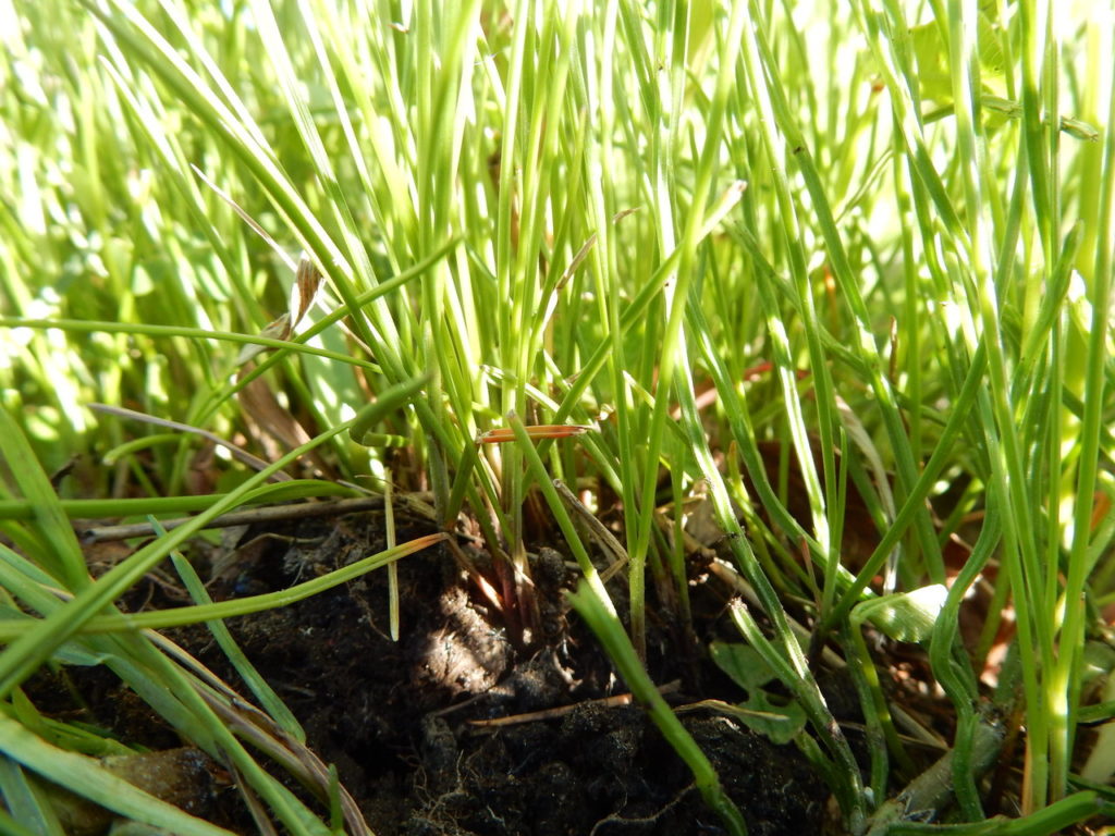 Red fescue