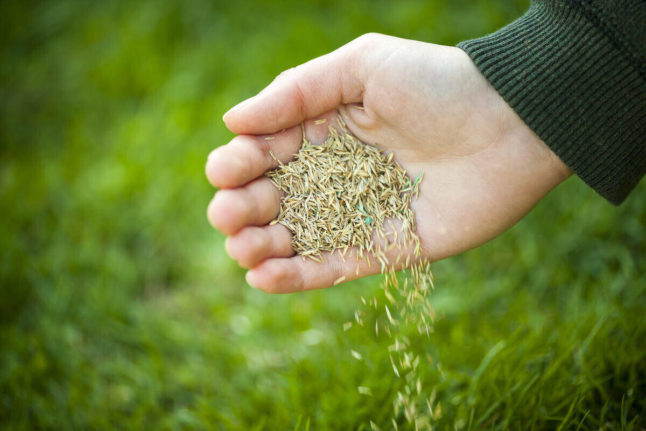 Close-up of person pouring grass seed out of their hand