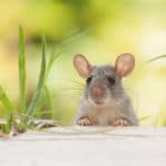 Ultrasonic Pest Control: Does It Work or Waste Your Money?