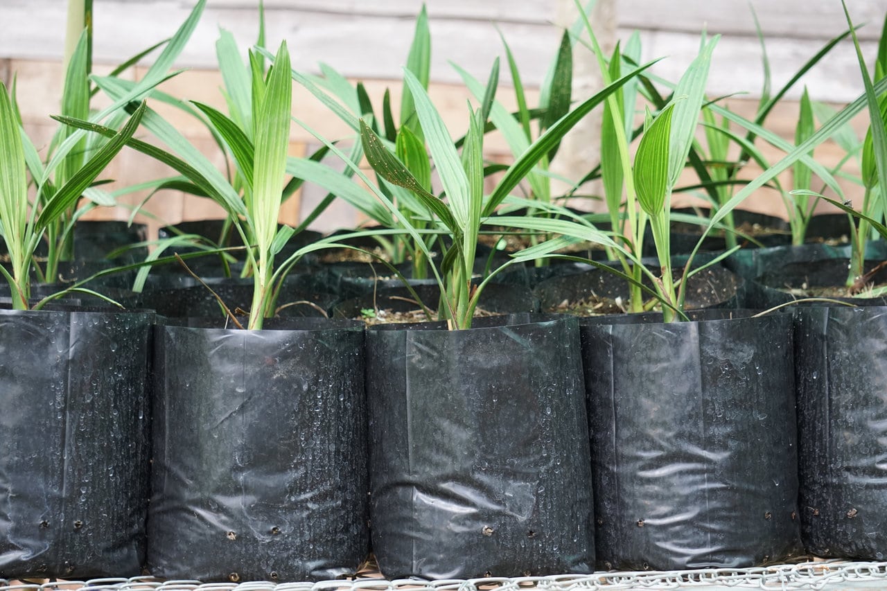 Palm tree seedlings, ready for planting