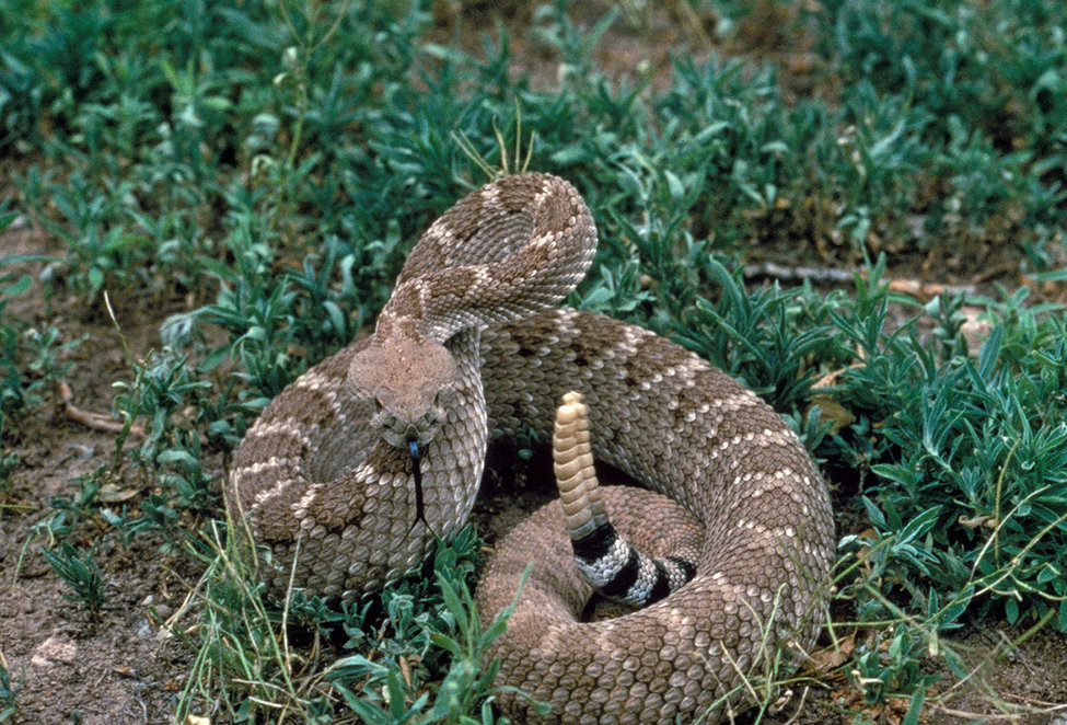 Rattler