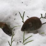 Dealing With Voles, Vole Damage in Lawns