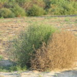 Everything You Need to Know About Tumbleweeds