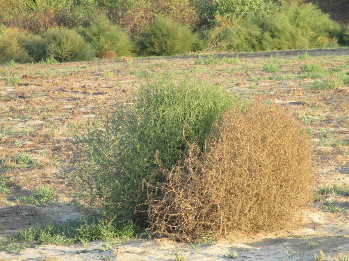 What to do with Tumbleweeds after invasion at homes across West Texas