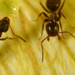 How to Get Rid of Ants in Your Home and Yard – A Basic Guide