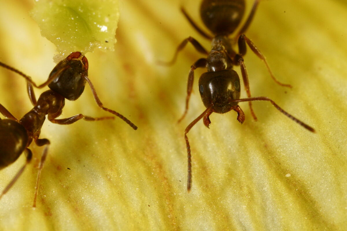 Ants eating pollen