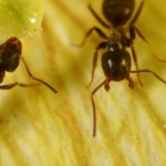 How to Get Rid of Ants in Your Home and Yard – A Basic Guide