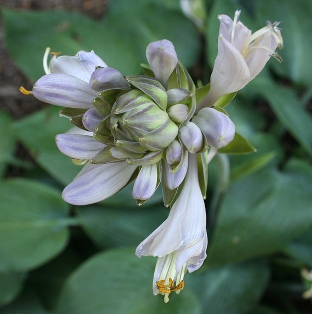 Blue hosta