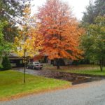 Front Yard Tree Placement: How to Pick, Plant Showpiece Trees