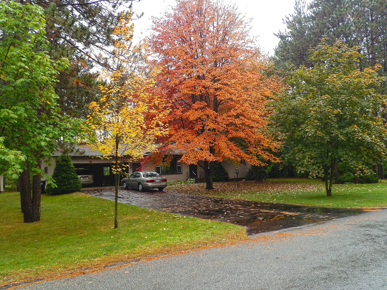 Front Yard Tree Placement: How to Pick, Plant Showpiece ...