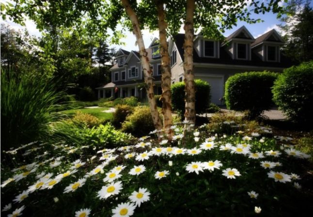 Group tree daisies