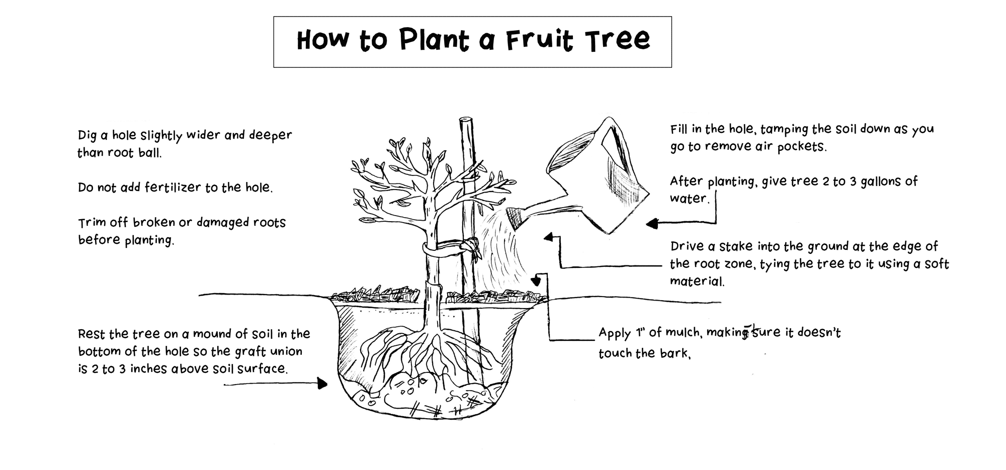 How to plant a tree: illustrated guide