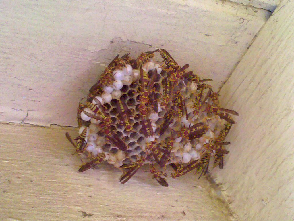 paper wasps nest todd dwyer cc20