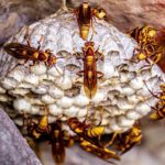 How to Get Rid of Wasps, Yellow Jackets, Hornets