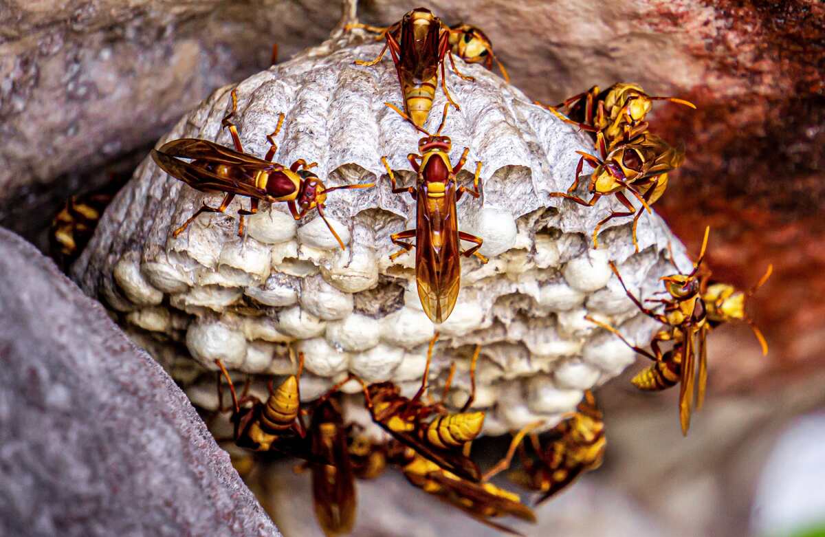 yellow wasp nest