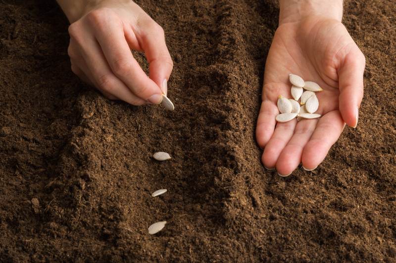 hand planting pumpkin seeds in fresh brown dark soil.