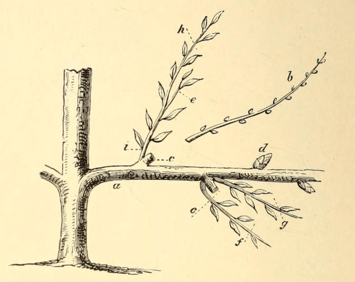 How To Espalier A Fruit Tree Lawnstarter