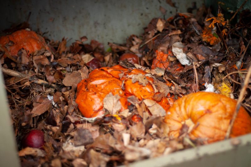 Pumpkins Decomposing in a Compost Bin  