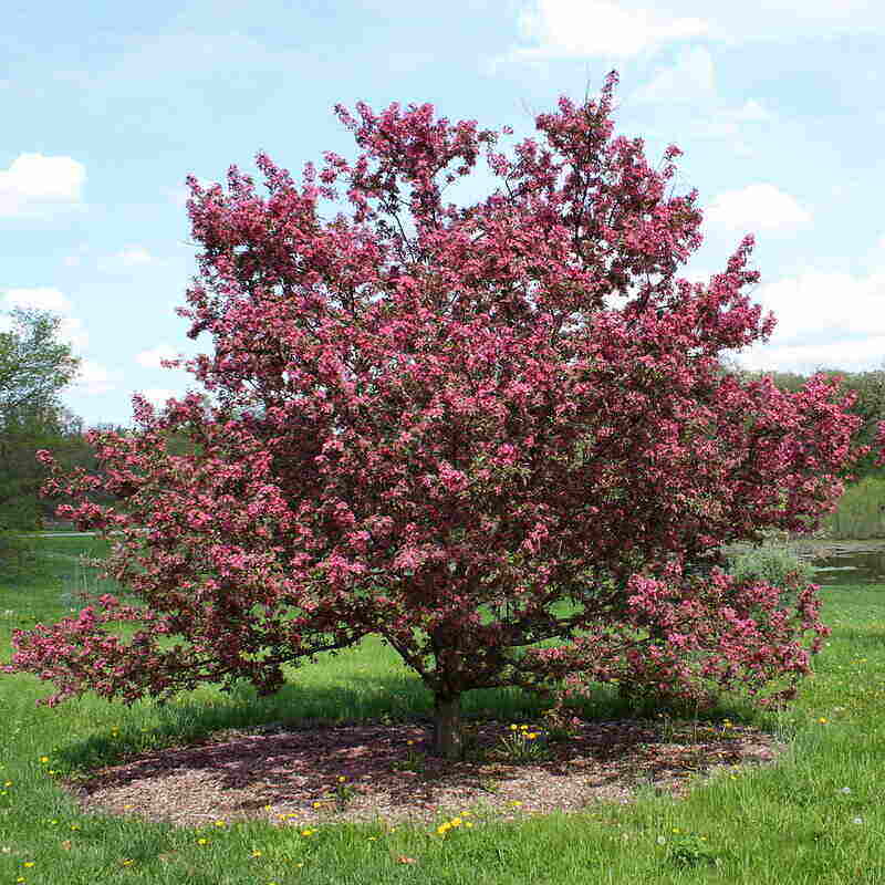 Crabapple Tree