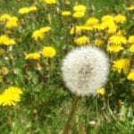 Read Your Weeds: Identify Them to Learn About Your Lawn’s Health