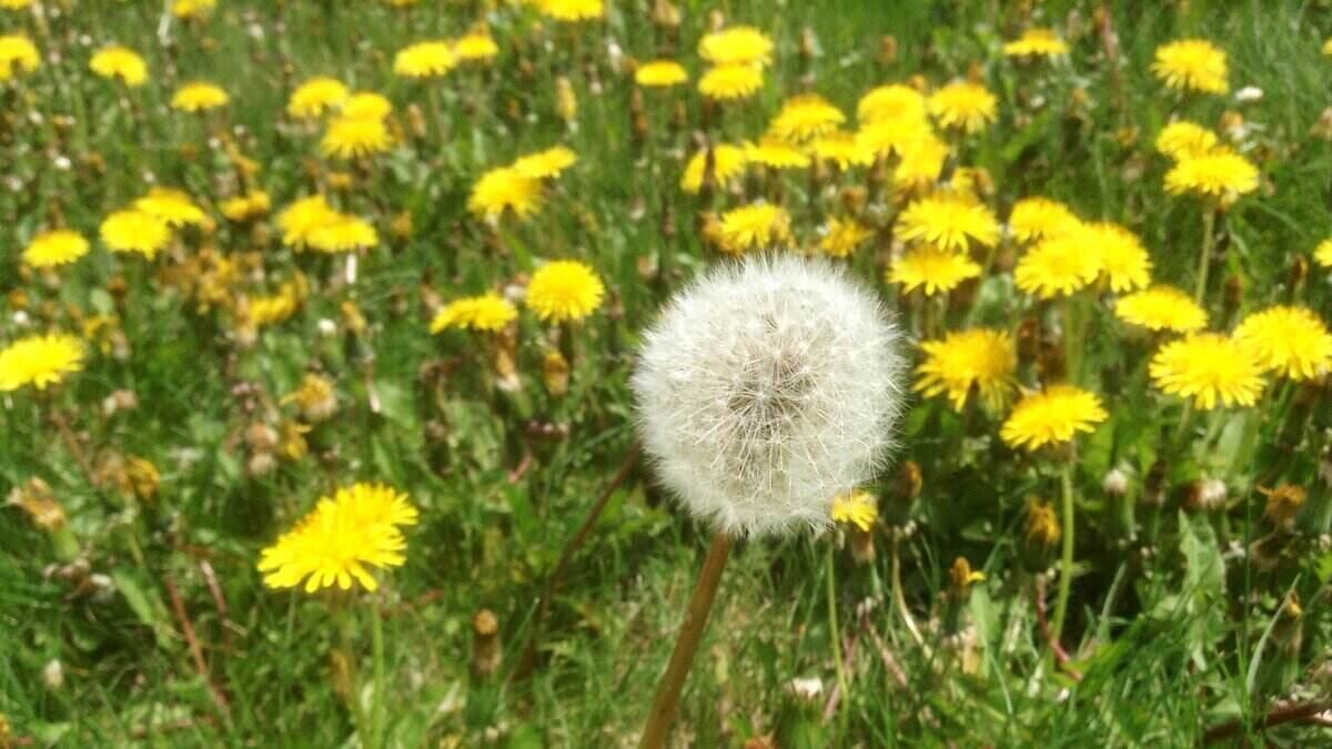 Dandelions Law