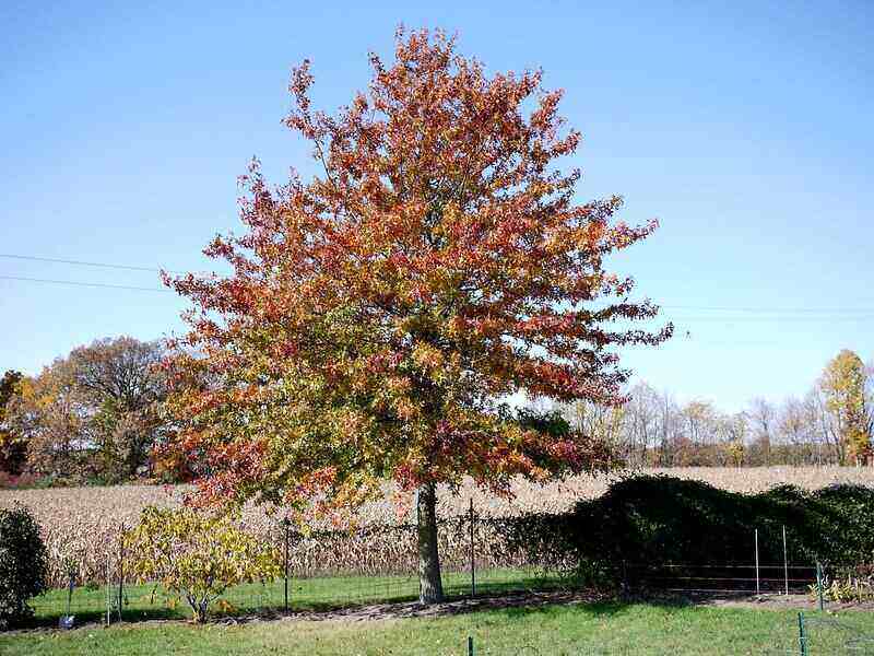 Pin Oak Tree