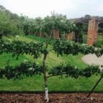 How to Espalier a Fruit Tree
