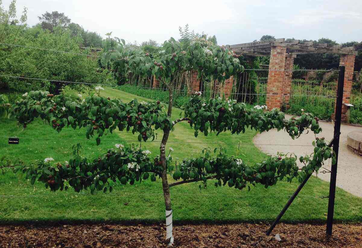 Espaliered pear tree