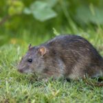 How to Get Rid of Rats Outside