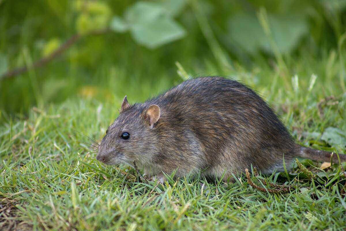 Brown rat on grass