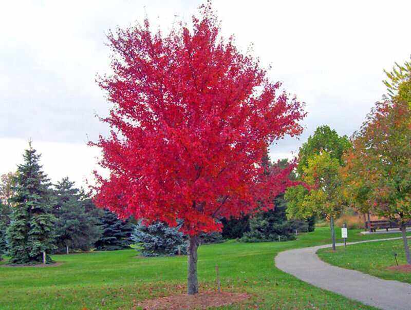 Red Mapple Tree