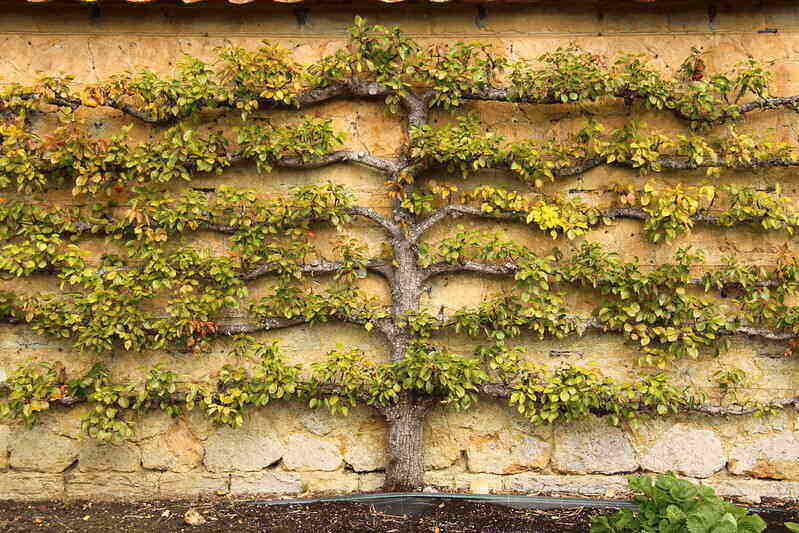 plant grown on a wall