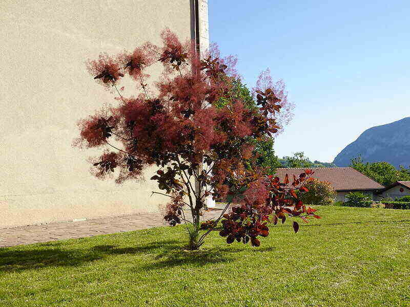 Smoke Tree