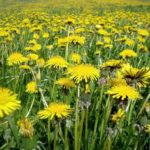 How Dandelions Benefit You and Your Yard