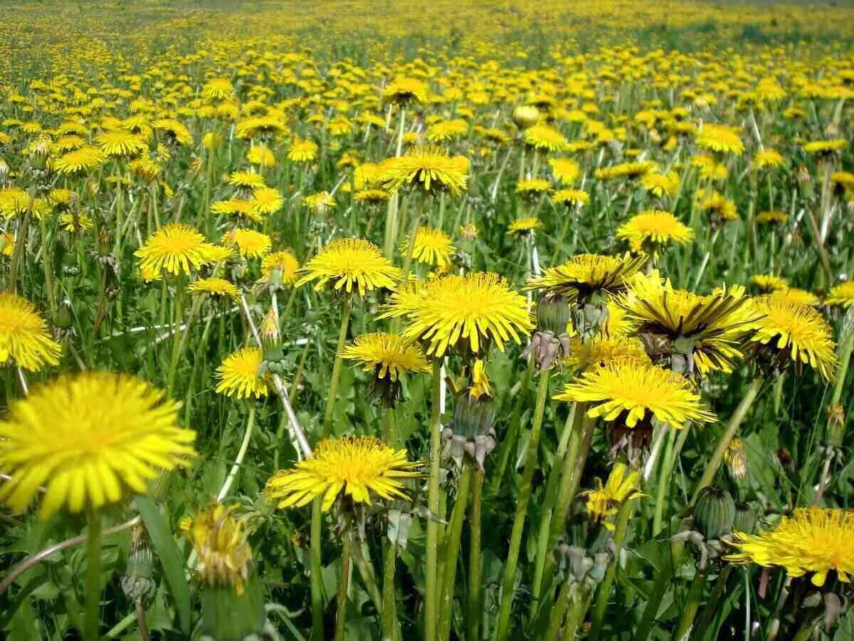 Dandelions Lawn