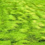 Tips for Leveling a Lawn