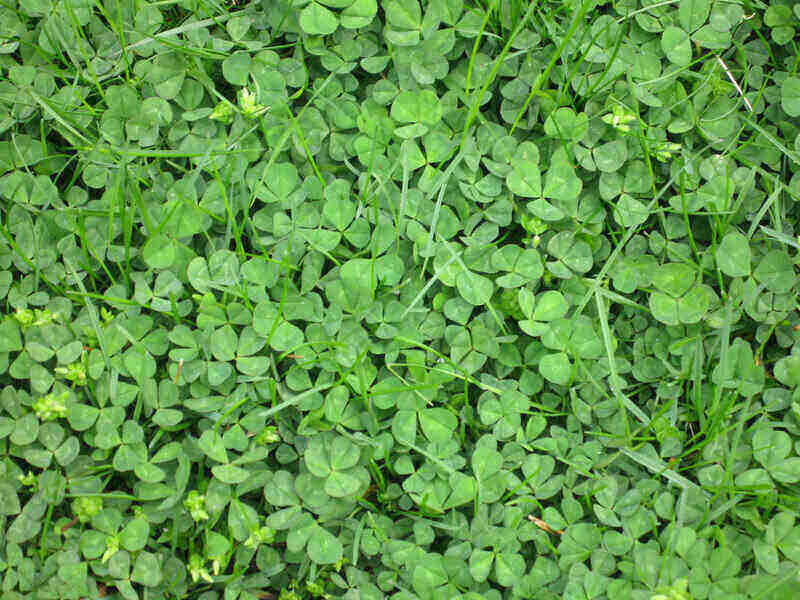 Clover field