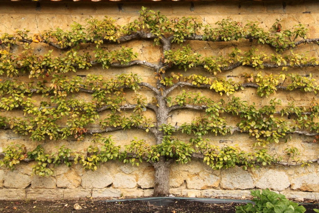 Espaliered tree against a wall