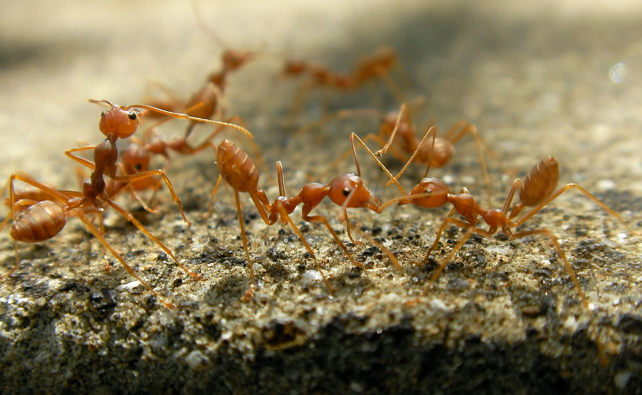 Fire ants