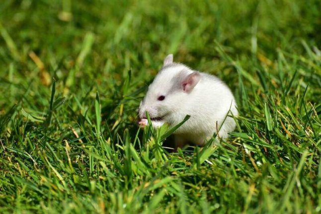 Rats in lawn