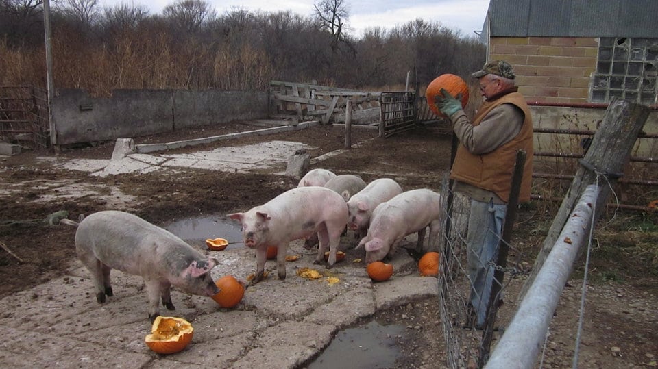 Pigs eating pumpkins