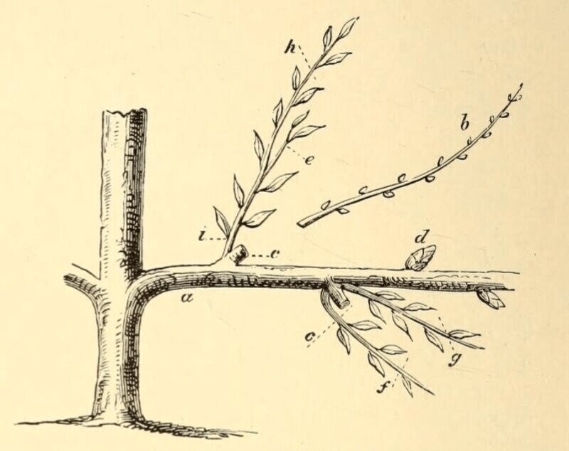 pruned tree