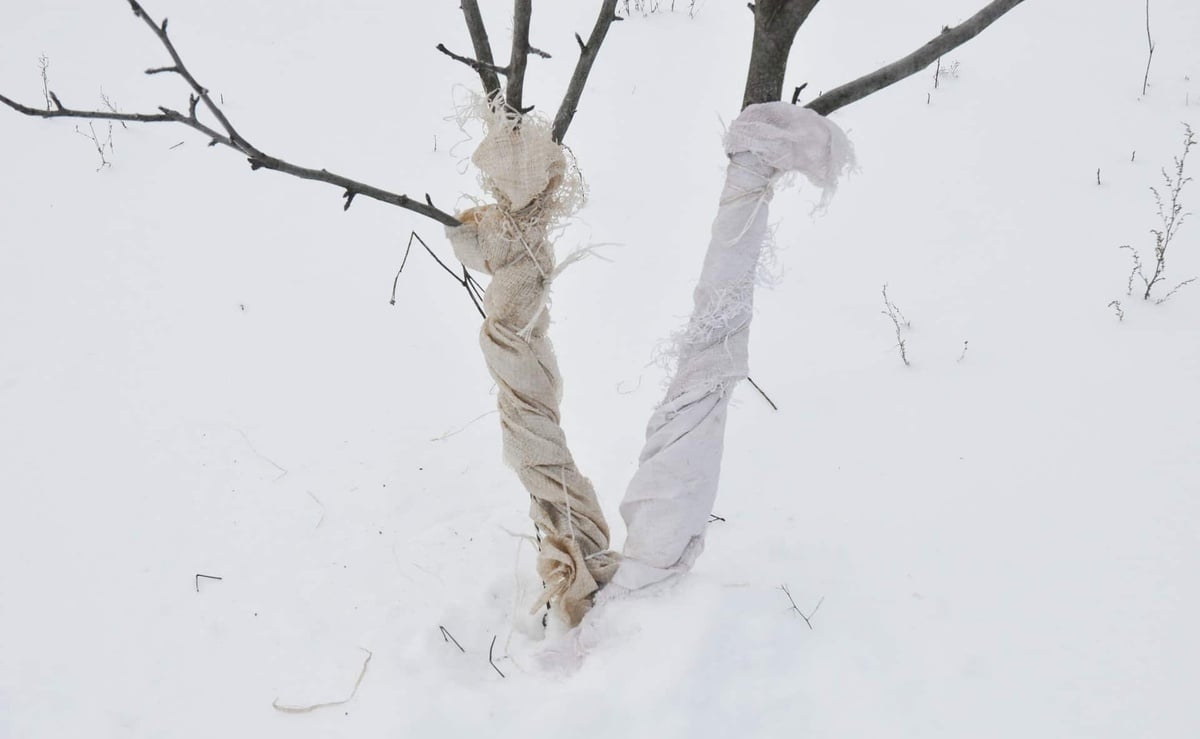 How to use burlap to wrap trees/plants for Christmas and winter protection?  