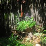 Landscaping for Shade