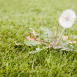 Read Your Weeds: Identify Them to Learn About Your Lawn’s Health