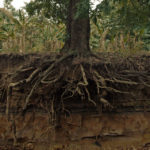 Tree Root Removal: A How-to Guide