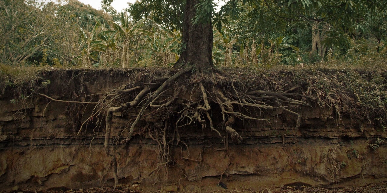 How to deal with tree roots