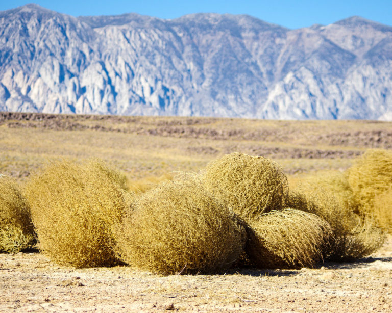 Everything You Need to Know About Tumbleweeds Lawnstarter