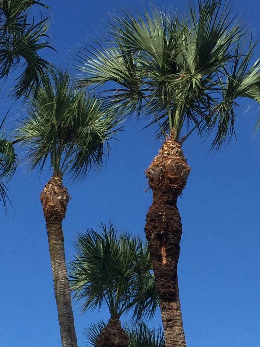 sabal palms with 'hurricane trim'