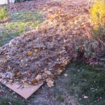Sheet Mulching for Lawn Removal